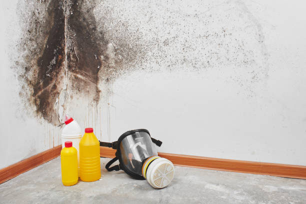 Office Mold Removal Services in Navajo, NM