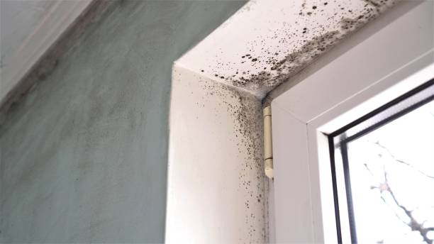 Best Home Mold Removal  in Navajo, NM