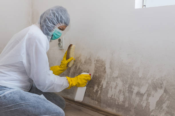 Professional Mold Removal in Navajo, NM