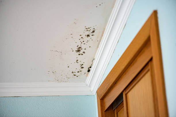 Best Mold Damage Repair  in Navajo, NM