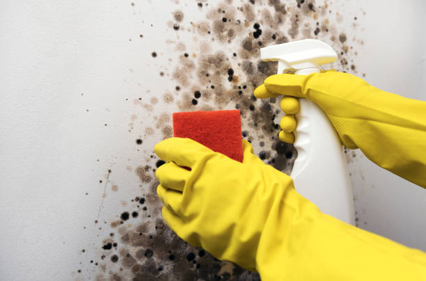 Best Mold Removal and Inspection  in Navajo, NM
