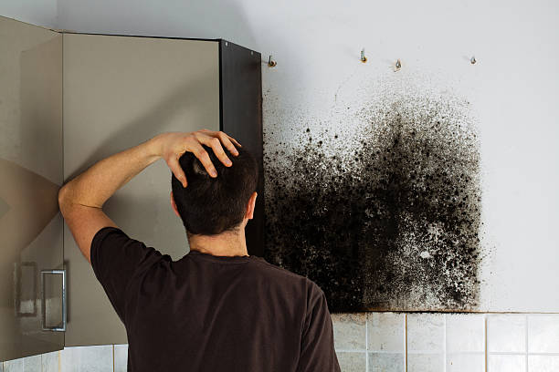 Best Residential Mold Removal  in Navajo, NM
